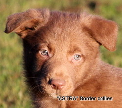 Red and white (may develop tan) Male , medium to rough coat, border collie puppy
